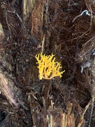 Attēlu rezultāti vaicājumam “Ramariopsis crocea”