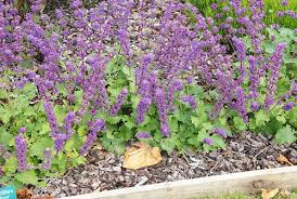 Attēlu rezultāti vaicājumam “Salvia verticillata”