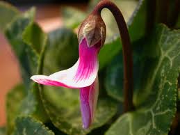 Image result for Cyclamen persicum