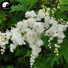 Attēlu rezultāti vaicājumam “Sorbaria sorbifolia bud”