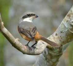 Attēlu rezultāti vaicājumam “Laniidae”