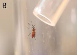 Attēlu rezultāti vaicājumam “Cystiphora sanguinea larva”