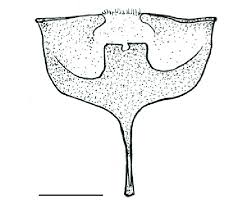 Attēlu rezultāti vaicājumam “Sylvicola sp.”