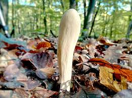 Attēlu rezultāti vaicājumam “Clavariadelphus pistillaris”