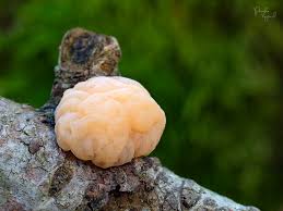 Attēlu rezultāti vaicājumam “Tremella encephala”