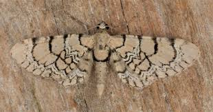 Attēlu rezultāti vaicājumam “Eupithecia venosata”