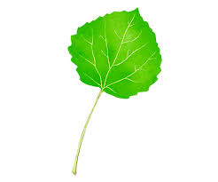 Attēlu rezultāti vaicājumam “Populus tremula”