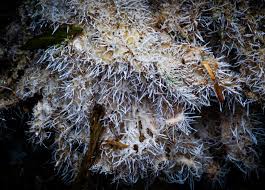 Attēlu rezultāti vaicājumam “Tilachlidium brachiatum”