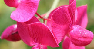 Attēlu rezultāti vaicājumam “Lathyrus tuberosus”