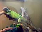 Green Iguana: WhoZoo