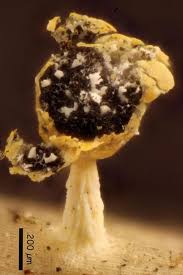 Attēlu rezultāti vaicājumam “Physarum melleum”