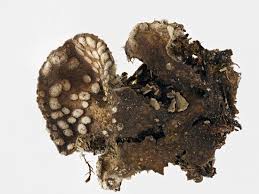 Attēlu rezultāti vaicājumam “Peltigera extenuata”