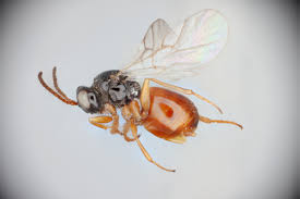 Attēlu rezultāti vaicājumam “Cynipidae”