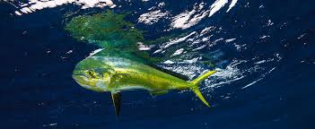 Image result for Coryphaena hippurus