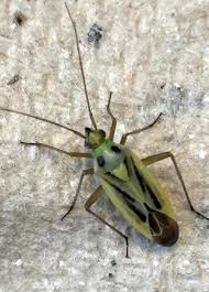 Attēlu rezultāti vaicājumam “Stenotus binotatus male”