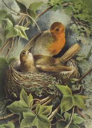 Attēlu rezultāti vaicājumam “Erithacus rubecula nest”
