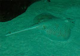 Image result for Raja brachyura