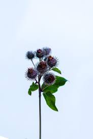 Attēlu rezultāti vaicājumam “Arctium tomentosum flower”