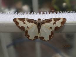 Attēlu rezultāti vaicājumam “Lomaspilis marginata”