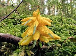 Attēlu rezultāti vaicājumam “Badhamia lilacina plasmodium”