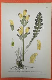 Attēlu rezultāti vaicājumam “Pedicularis sceptrum-carolinum”