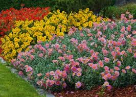 Attēlu rezultāti vaicājumam “Helianthemum x hybridum”