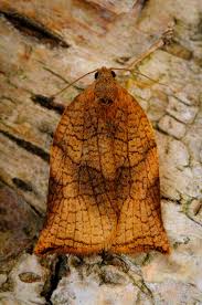 Attēlu rezultāti vaicājumam “Archips podana”