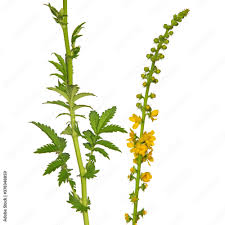 Attēlu rezultāti vaicājumam “Agrimonia eupatoria leaf”