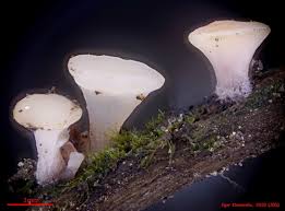 Attēlu rezultāti vaicājumam “Ombrophila violacea”