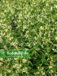 Attēlu rezultāti vaicājumam “Vincetoxicum hirundinaria flower”
