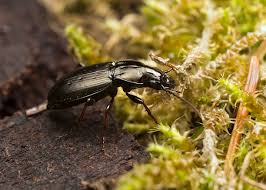 Attēlu rezultāti vaicājumam “Pterostichus sp.”