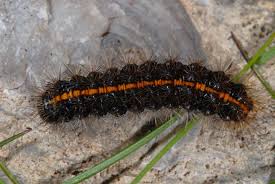 Attēlu rezultāti vaicājumam “Spiris striata”