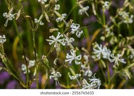 Attēlu rezultāti vaicājumam “Silene nutans flower”