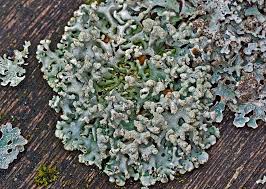 Attēlu rezultāti vaicājumam “Hypogymnia tubulosa”