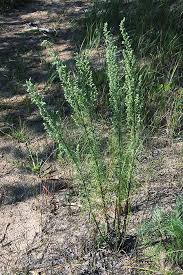 Image result for Artemisia caudata