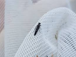 Attēlu rezultāti vaicājumam “Therevidae larva”