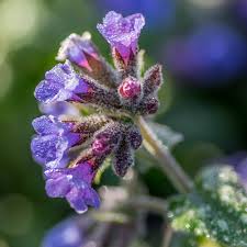 Attēlu rezultāti vaicājumam “Pulmonaria angustifolia fruit”