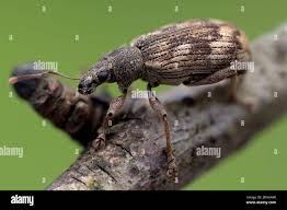 Attēlu rezultāti vaicājumam “Polydrusus tereticollis”