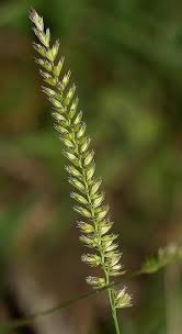 Attēlu rezultāti vaicājumam “Cynosurus cristatus fruit”