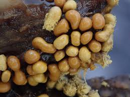 Attēlu rezultāti vaicājumam “Trichia varia”