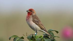 Attēlu rezultāti vaicājumam “Carpodacus erythrinus”