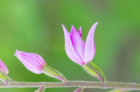 Attēlu rezultāti vaicājumam “Cephalanthera rubra bud”