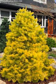 Attēlu rezultāti vaicājumam “Abies concolor”