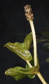 Attēlu rezultāti vaicājumam “Potamogeton perfoliatus flower”
