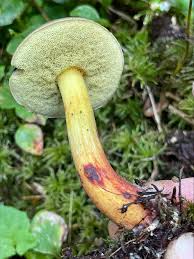 Attēlu rezultāti vaicājumam “Badhamia nitens sessile”