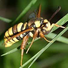 Attēlu rezultāti vaicājumam “Sesia apiformis”