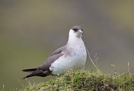 Attēlu rezultāti vaicājumam “Stercorarius parasiticus adult”