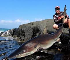 Image result for Carcharhinus brachyurus