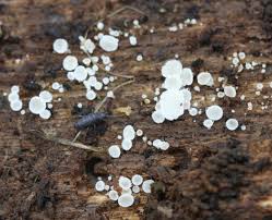 Attēlu rezultāti vaicājumam “Lachnum virgineum”