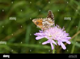 Attēlu rezultāti vaicājumam “Melitaea diamina upperside”